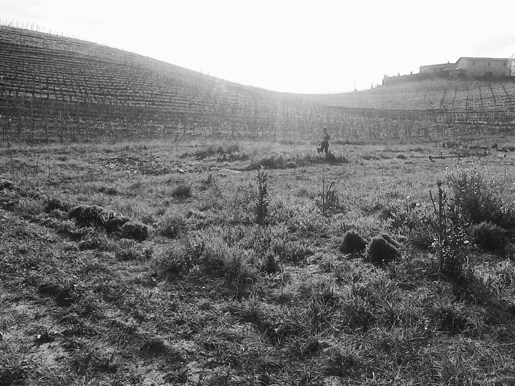 Il bosco delle galline volanti