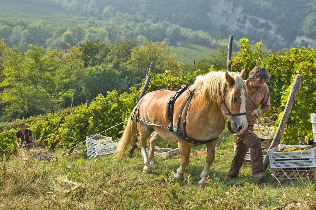 Forteto della Luja